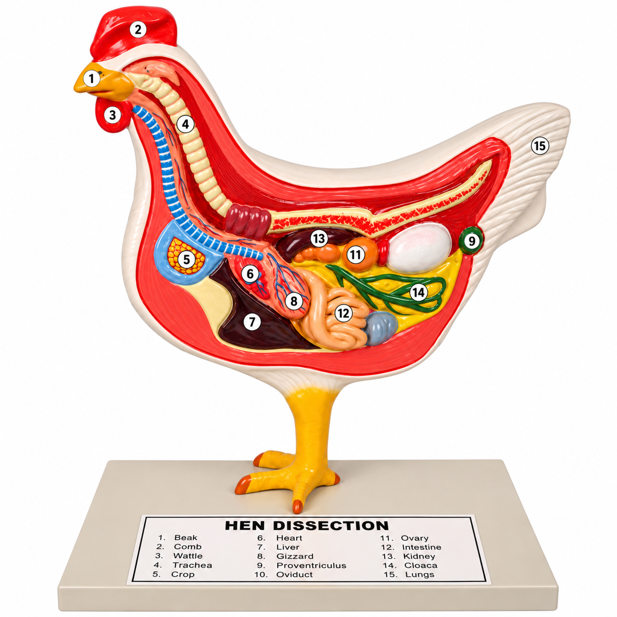 Bird Dissection (Domestic Hen) Model